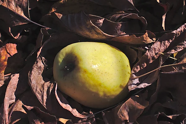 Grosse Pomme Dans Les Feuilles Automne — Photo