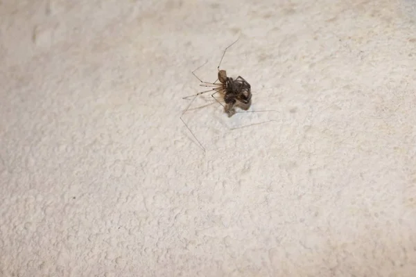 Araña Del Sótano Con Una Presa —  Fotos de Stock