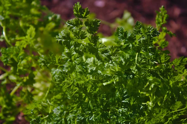 Bahçedeki Sağlıklı Chervil — Stok fotoğraf