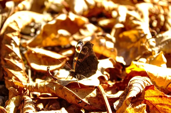 Motyl Jesiennych Liściach — Zdjęcie stockowe