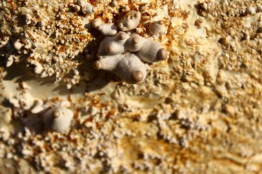 bir substrat üzerinde kral istiridye mantar