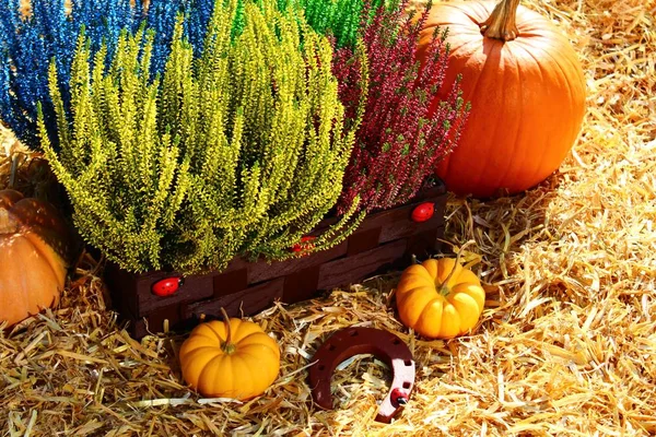 Heather Flowers Pumpkins Straw — Stock Photo, Image