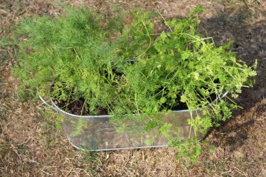 Chervil ve dereotu bahçede.