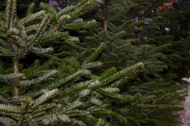 many Nordmann firs for christmas clipart
