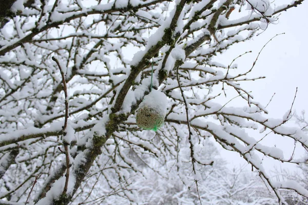 bird fat ball with snow