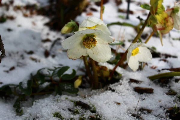 Kerstmis Roos Tuin — Stockfoto