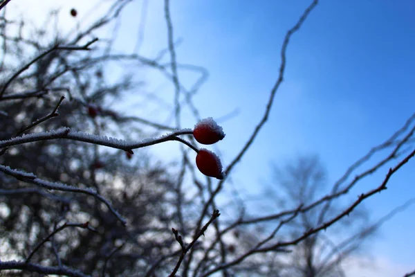 dog rose with snow in the winter