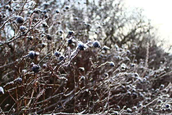 Ягоды Снегом Зимой — стоковое фото