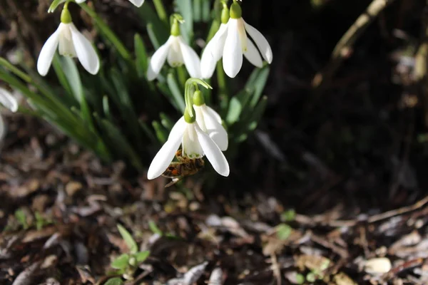 Schneeglöckchen Und Eine Biene Garten — Stockfoto