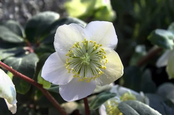 Rose Noël Dans Jardin — Photo