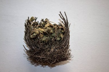 Beyaz arka planda Jericho gülü