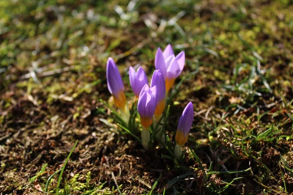 Kwitnący Krokus Łące — Zdjęcie stockowe