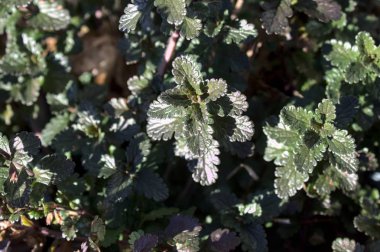 Bahçedeki su tarlası.