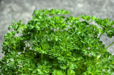 bahçede maydanoz tarlası