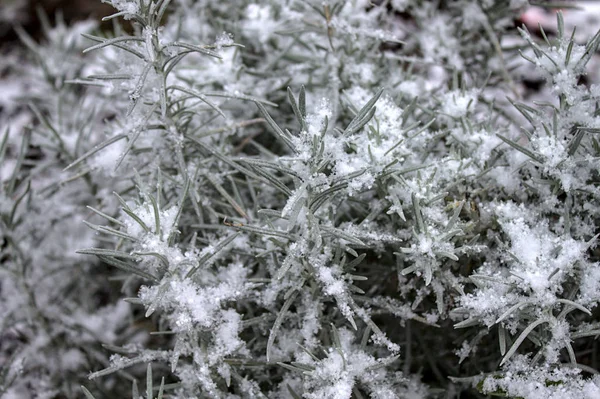 Planta Caril Com Neve Inverno — Fotografia de Stock