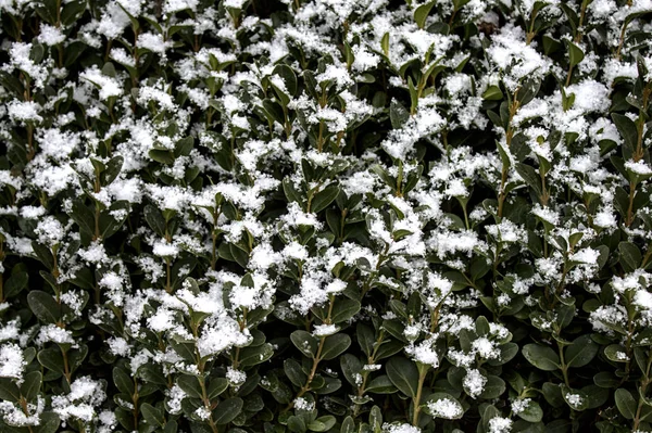 Boîte Avec Neige Hiver — Photo