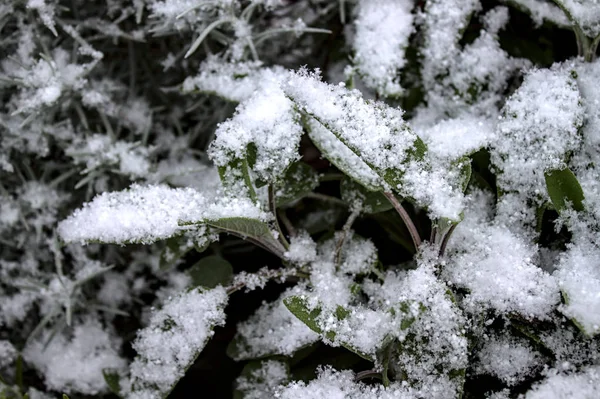 Salvia Vintern Trädgården — Stockfoto