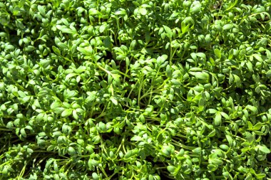 Taze tereli bir arkaplan