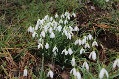 Kışın çayırda kar damlaları