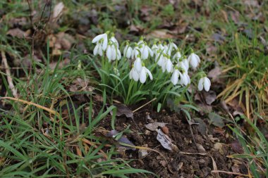 Kışın çayırda kar damlaları
