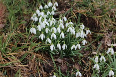 Kışın çayırda kar damlaları