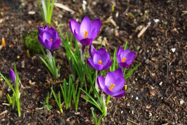 Crocuses Garden Winter — 스톡 사진