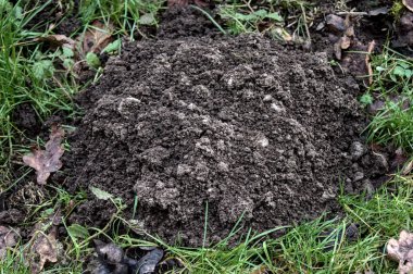 Ormanda bir köstebek yuvası