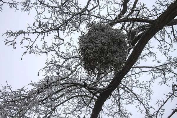 Mistletoe Hoarfrost Winter — 스톡 사진