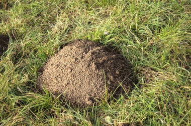 Ormanda bir köstebek yuvası