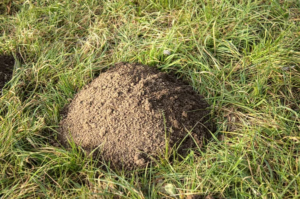 Ormanda bir köstebek yuvası