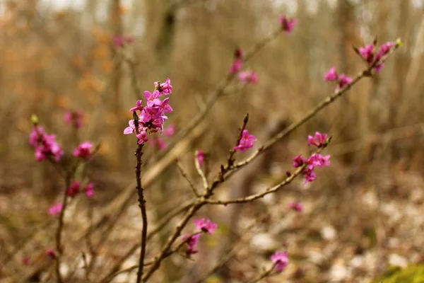 Daphné Hiver Dans Forêt — Photo