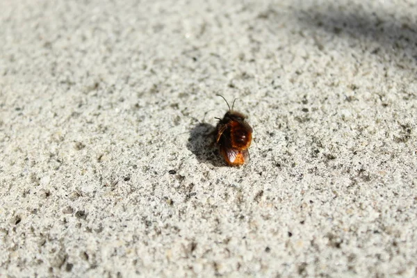 Mason Μέλισσα Ένα Πέτρινο Πάτωμα Στον Κήπο — Φωτογραφία Αρχείου