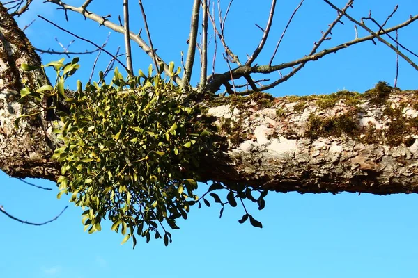 Mavi Gökyüzünün Önünde Bir Ağaç Üzerinde Ökseotu — Stok fotoğraf