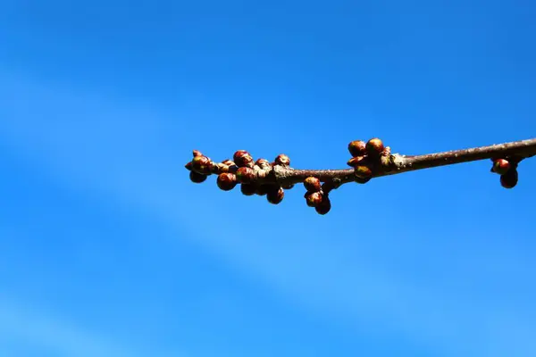 Cherry Tree Buds Front Blue Sky — 스톡 사진