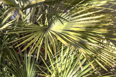 palm with many leaves in the garden