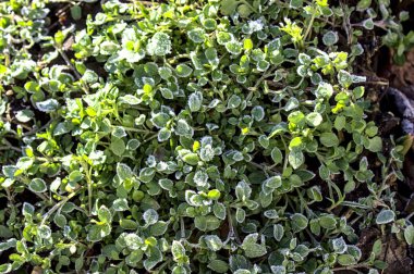 chickweed with hoarfrost in the garden