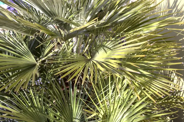Palm Many Leaves Garden — Stok fotoğraf