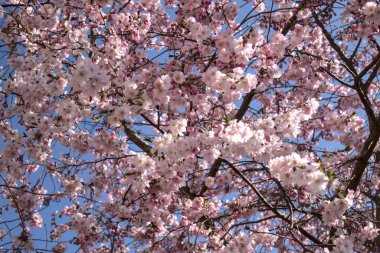 Pembe çiçekler ilkbaharda mavi gökyüzünün önünde