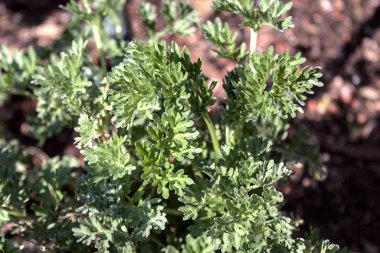 Yazın bahçede pelin otu