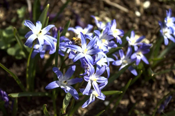 Herrlichkeit Des Schnees Frühling — Stockfoto