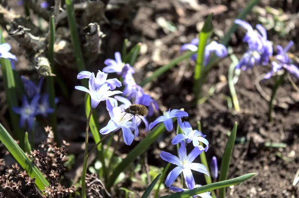 Herrlichkeit Des Schnees Frühling — Stockfoto