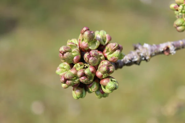 Kirschbaumknospen Vor Dem Blauen Himmel — Stockfoto