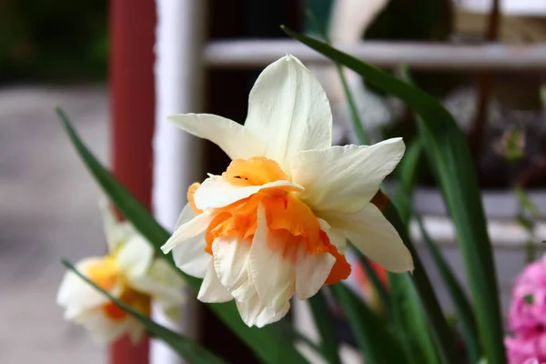 Eine Schöne Narzisse Garten — Stockfoto