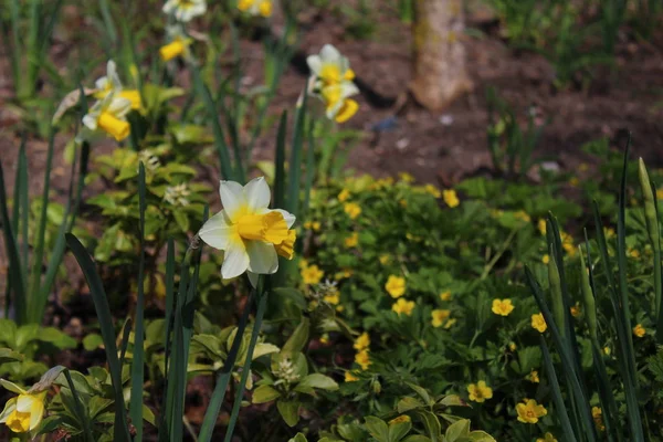 Fiore Narciso Giardino — Foto Stock