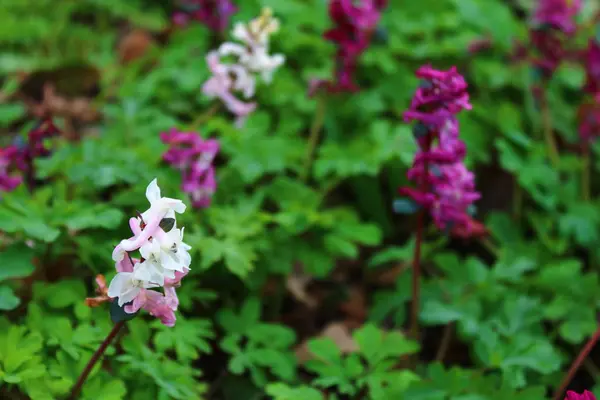 Wilde Orchidee Auf Der Wiese — Stockfoto