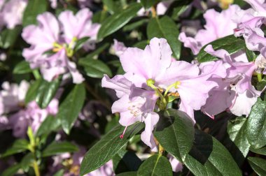Bahçede rhododendron praecox