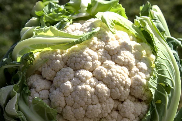 Coliflor Fresca Con Muchas Hojas —  Fotos de Stock