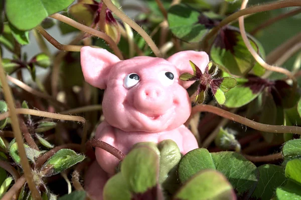 Porco Maçapão Trevo Sorte — Fotografia de Stock