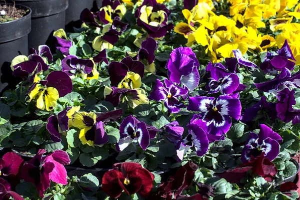 colourful pansies in the garden