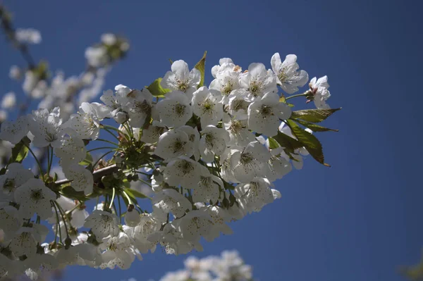 Les Cerisiers Fleurissent Printemps — Photo